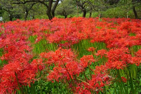 彼岸花 開花|見ごろの時期は？都内＆東京近郊の「彼岸花」名所8。